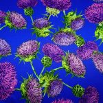 DSC00423-min-150x150