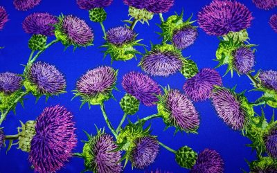 DSC00423-min-400x250